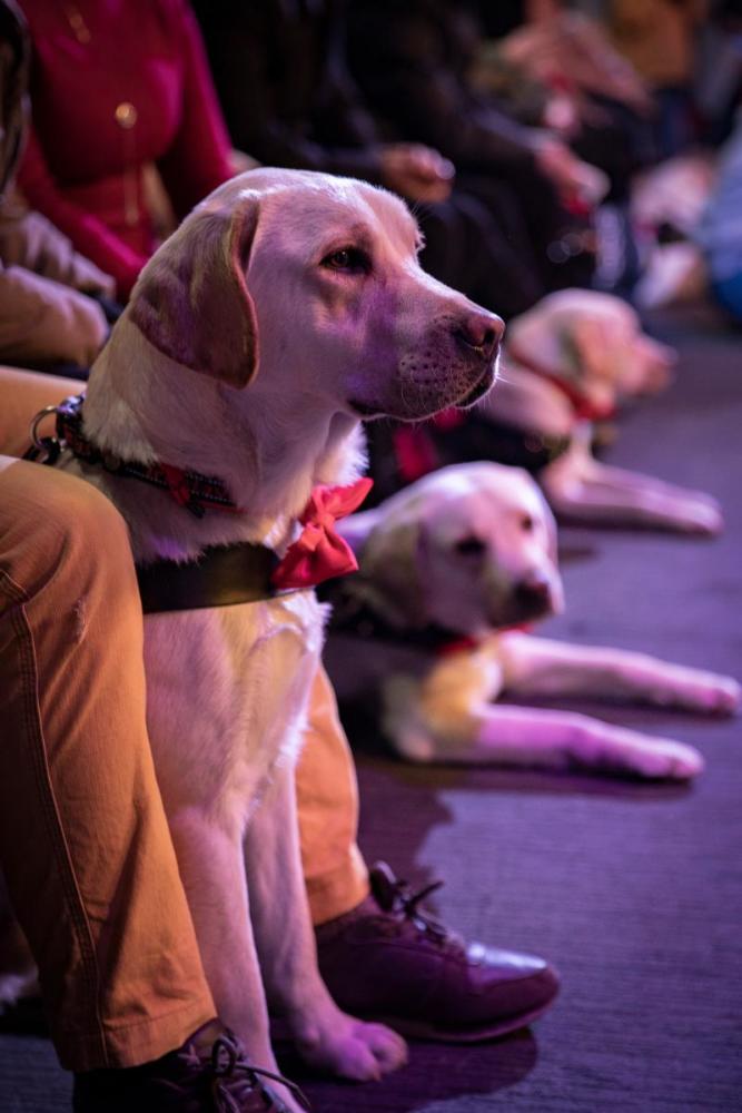 导盲犬进剧场，在细节中看见上海的城市温情