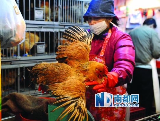 [香港]尊重市民習慣港府沒一刀切活雞