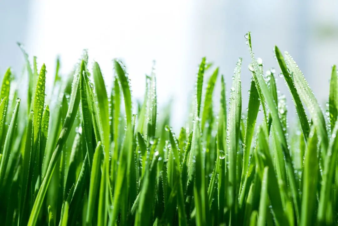 今日雨水，这个节气有多美？都在诗词里！