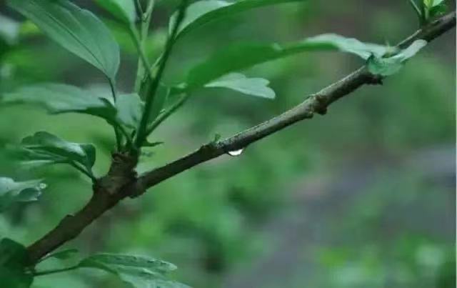 今日雨水，这个节气有多美？都在诗词里！
