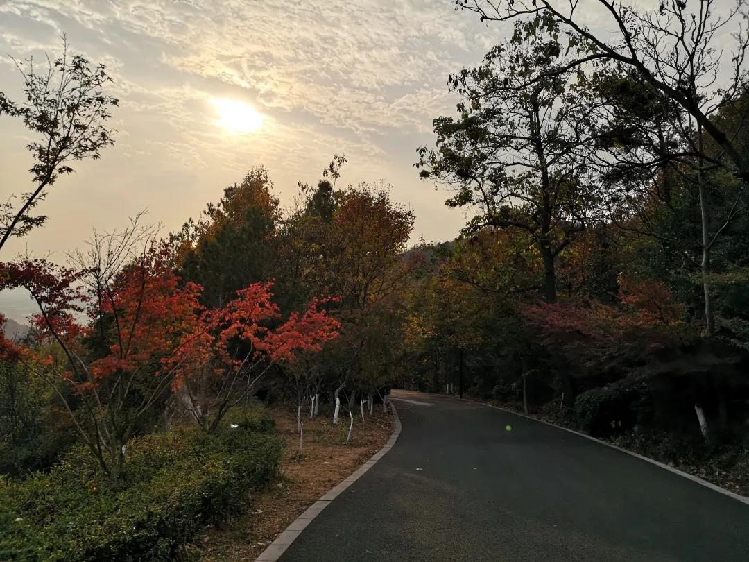 海清：在四季风月中感受古都南京的人文底蕴