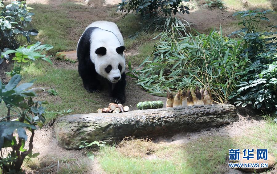 香港大熊猫，是否依然安好？