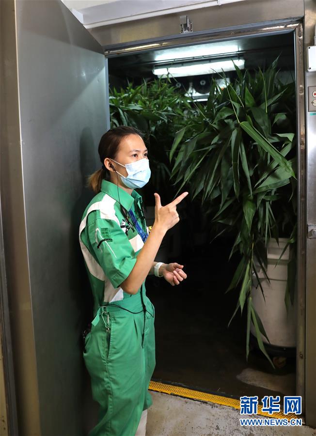 香港大熊猫，是否依然安好？