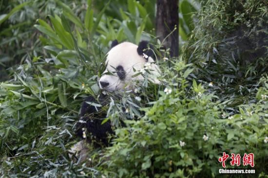 臺北市立動物園：大陸贈臺大熊貓一家生活得很快樂