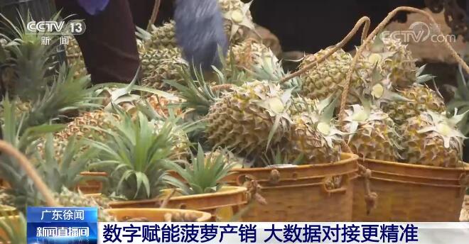 广东徐闻35万亩菠萝迎来大规模采摘 优质菠萝出口RCEP成员国