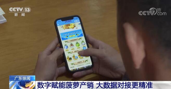 广东徐闻35万亩菠萝迎来大规模采摘 优质菠萝出口RCEP成员国