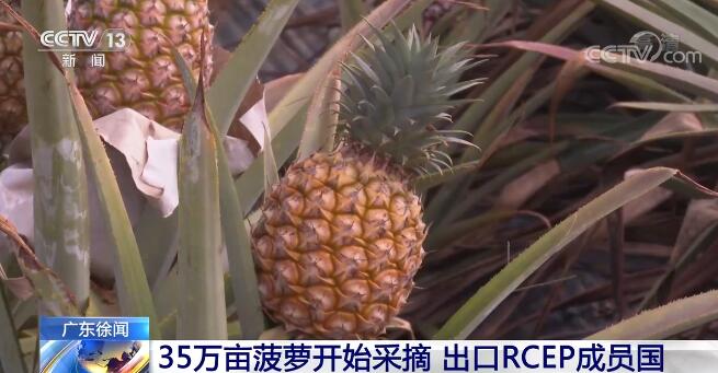 广东徐闻35万亩菠萝迎来大规模采摘 优质菠萝出口RCEP成员国