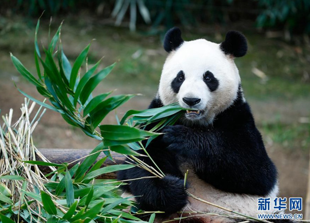 旅韩大熊猫“夫妇”喜诞幼崽 韩网友：好可爱，要健康成长