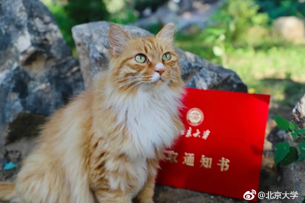 学霸们~有颜又有料的高校录取通知书上路啦！