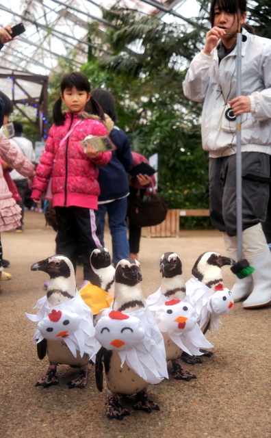 為迎雞年 日本一動物園給企鵝換裝cos小雞