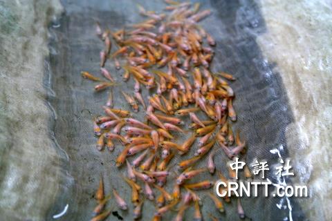 屏东鱼苗场老板吴健成：经济没倒退就不错了