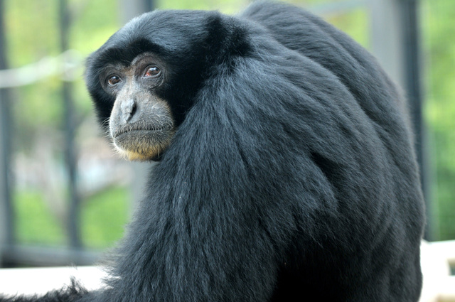 日本名古屋東山動(dòng)物園猴子因叫聲酷似大叔走紅