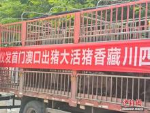 四川藏香猪活大猪首次出口澳门