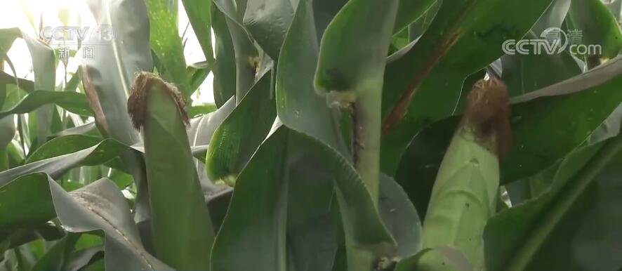 丰收中国 | 黑龙江海伦：鲜食玉米开启收获模式 为乡村振兴插上“金翅膀”