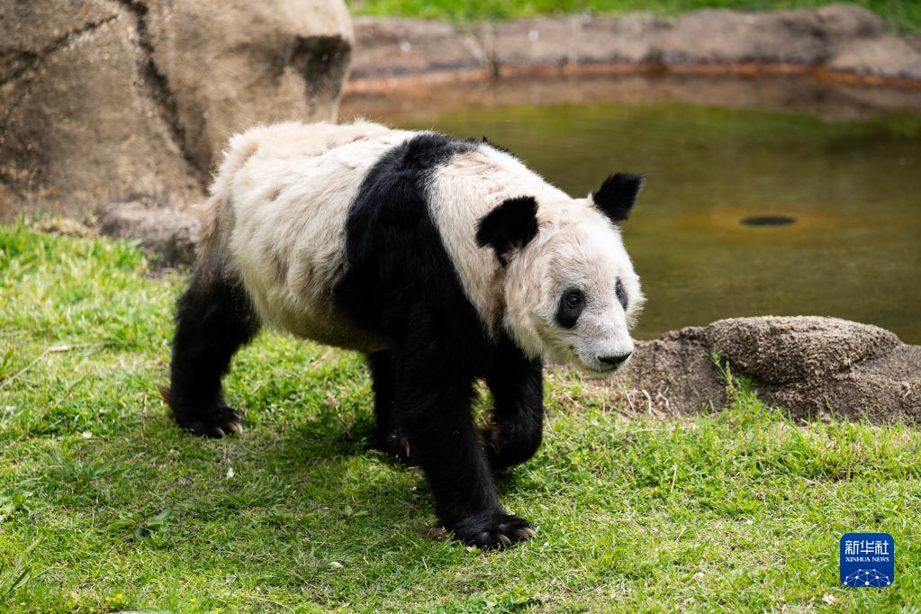 旅美大熊猫“丫丫”启程回国