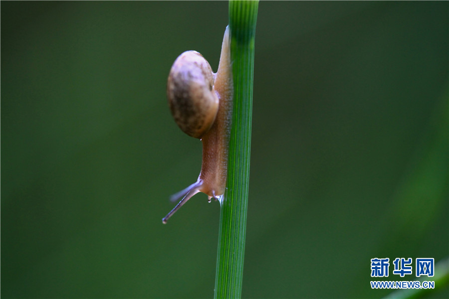 领略生物多样性之美|夏日黄昏里的蜗牛