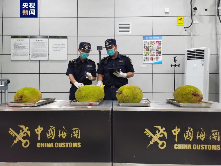 首批马来西亚菠萝蜜通过广西空港口岸入境