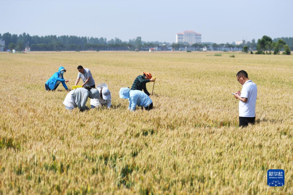 牢牢把住糧食安全主動權(quán)——以習(xí)近平同志為核心的黨中央帶領(lǐng)人民干好這件頭等大事