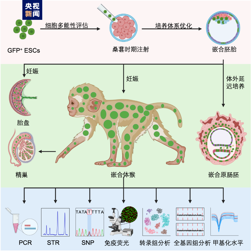 中国科学家首次成功构建胚胎干细胞嵌合体猴