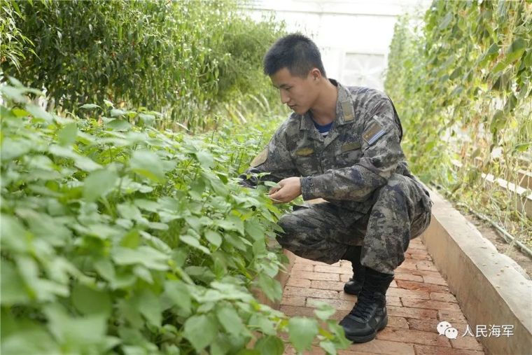 南沙永暑礁首次发现近自然盐沼_fororder_3