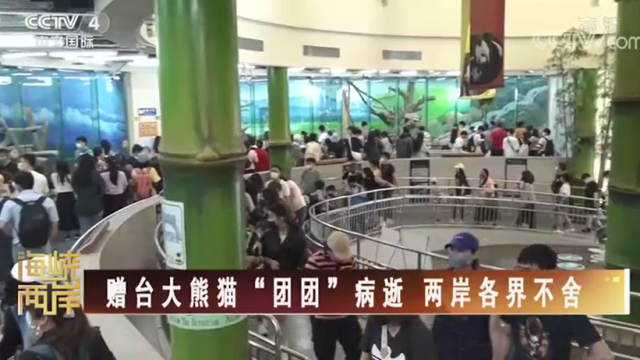 【海峡两岸】赠台大熊猫“团团”病逝 两岸各界不舍_fororder_042aac17566b081bce18a3ac89ce571