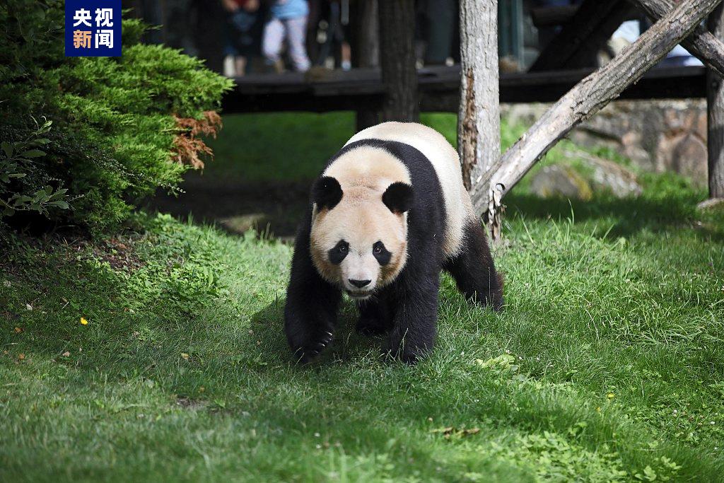 旅法大熊猫“圆梦”离开博瓦勒动物园 即将返回中国