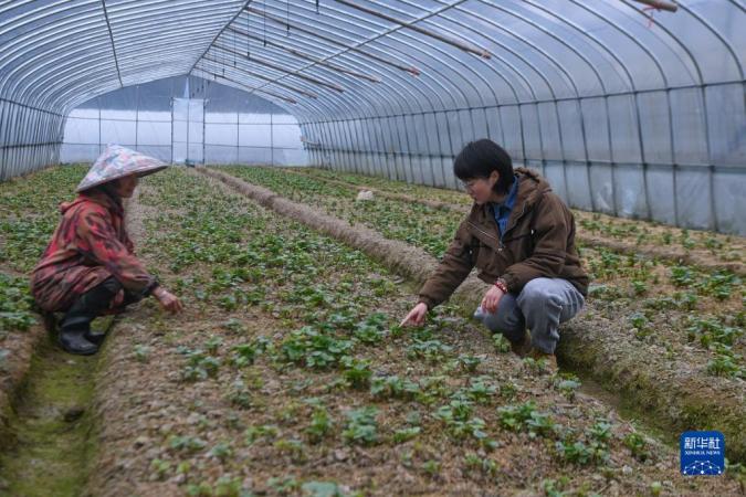 3月17日，陳萍梅（右）在位于清涼峰鎮(zhèn)頰口村的家庭農(nóng)場里查看農(nóng)作物長勢。

新華社記者 徐昱 攝