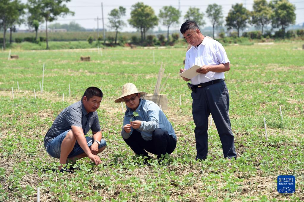 牢牢把住糧食安全主動權(quán)——以習(xí)近平同志為核心的黨中央帶領(lǐng)人民干好這件頭等大事