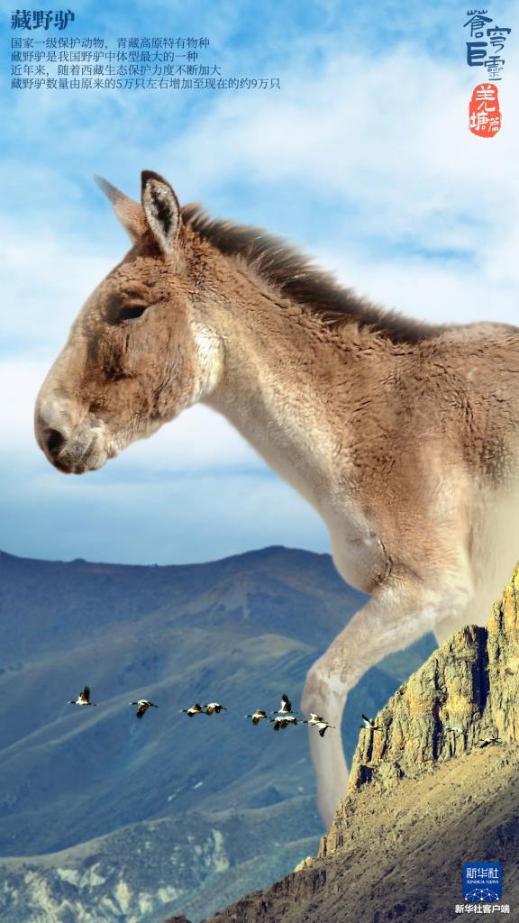 苍穹巨灵·羌塘篇 苍穹巨灵·羌塘篇