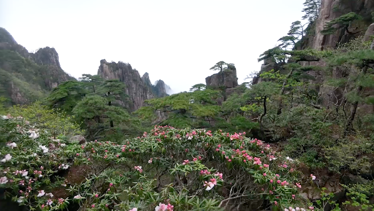 杜鹃绽放黄山之巅