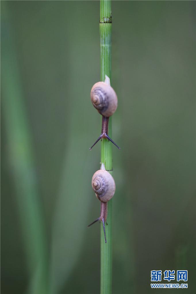 领略生物多样性之美|夏日黄昏里的蜗牛