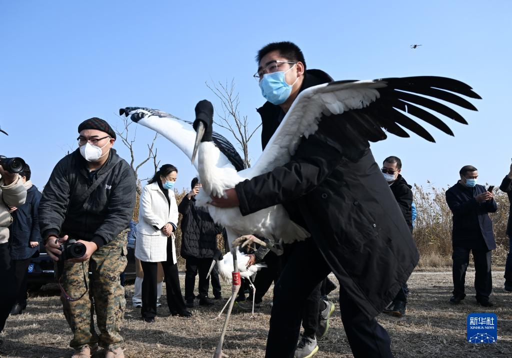 3只“鳥類大熊貓”東方白鸛在七里海濕地重返自然