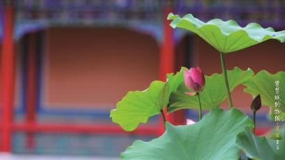 夏至：万物至盛，欣欣向荣