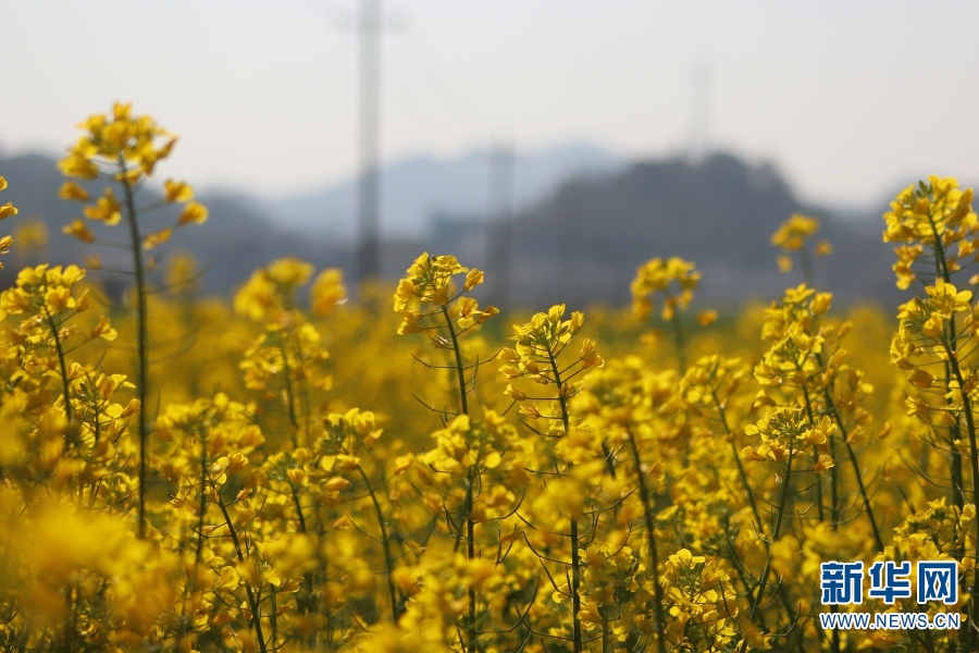 云南：冬日暖阳 更戛坝子油菜花开