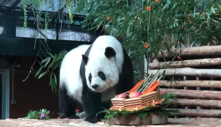 突发！旅泰大熊猫“林惠”去世，中方将派专家赴泰调查死因