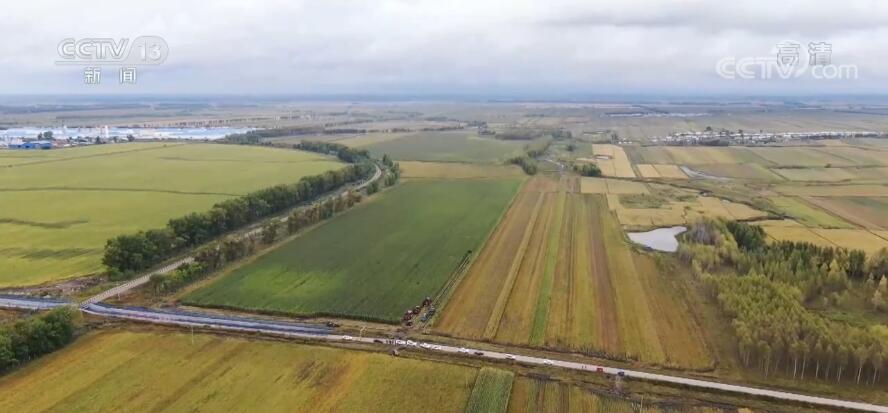 丰收中国 | 黑龙江海伦：鲜食玉米开启收获模式 为乡村振兴插上“金翅膀”