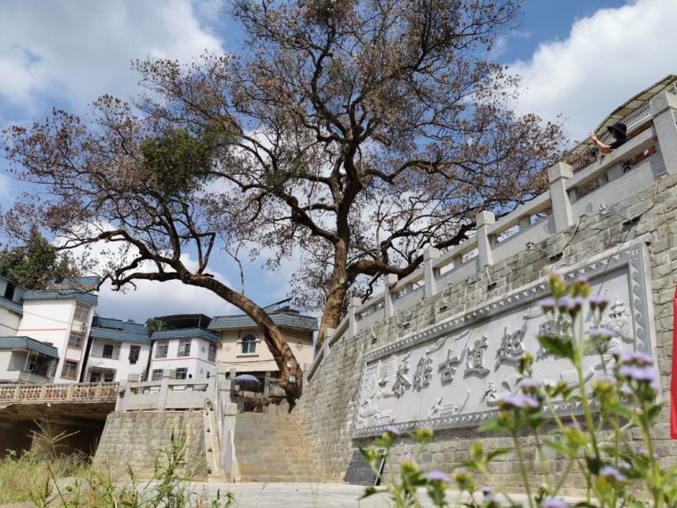 Life With Fragrant Wuzhou Liubao Tea