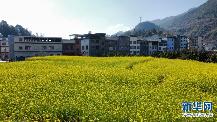 云南：冬日暖阳 更戛坝子油菜花开