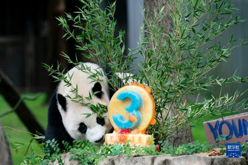 大熊猫幼崽“小奇迹”在美国迎来3岁生日
