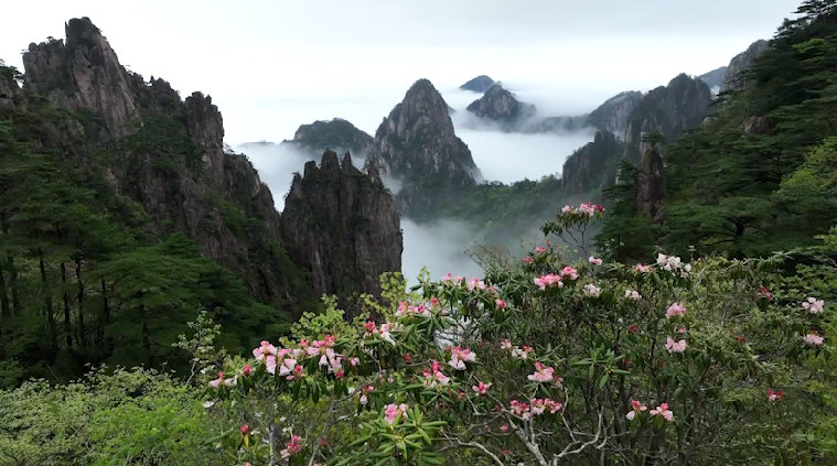杜鹃绽放黄山之巅
