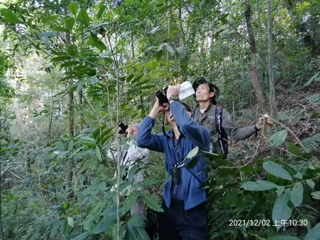 世界地球日特稿 | 仅存36只的海南长臂猿，为何不能人工繁育？