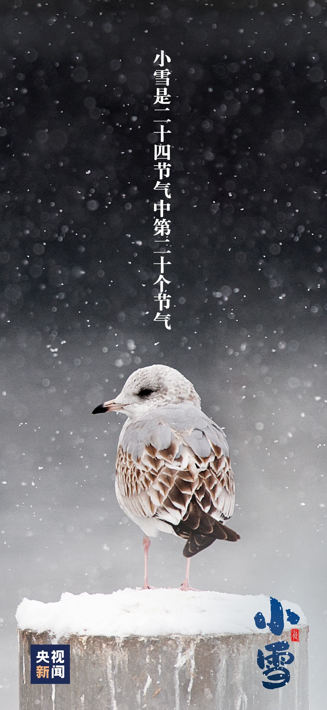 今日，小雪