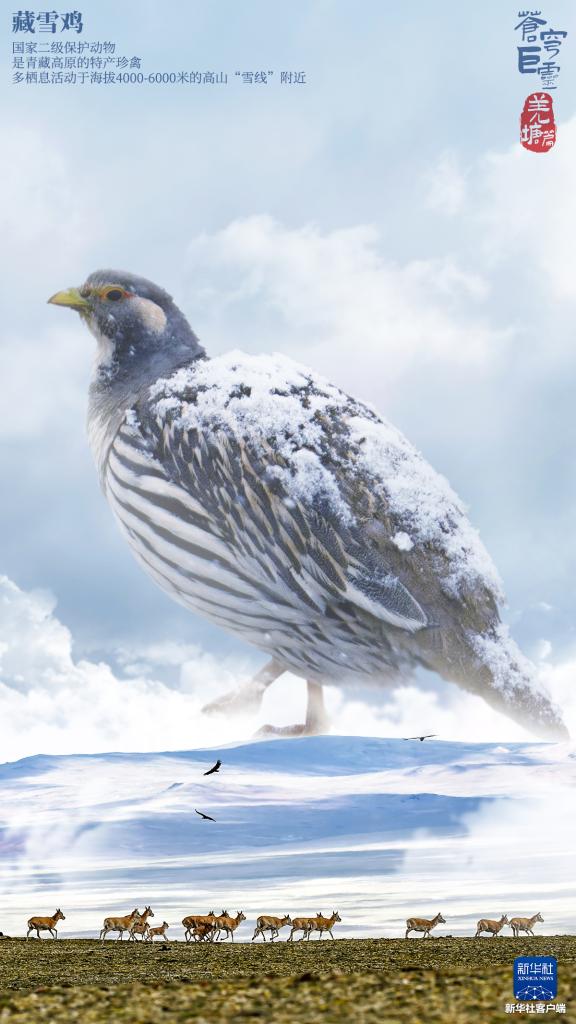 苍穹巨灵·羌塘篇 苍穹巨灵·羌塘篇