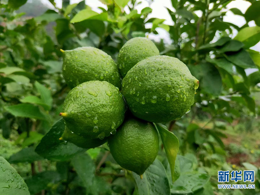 大理巍山：“香水檸檬”帶來甜日子