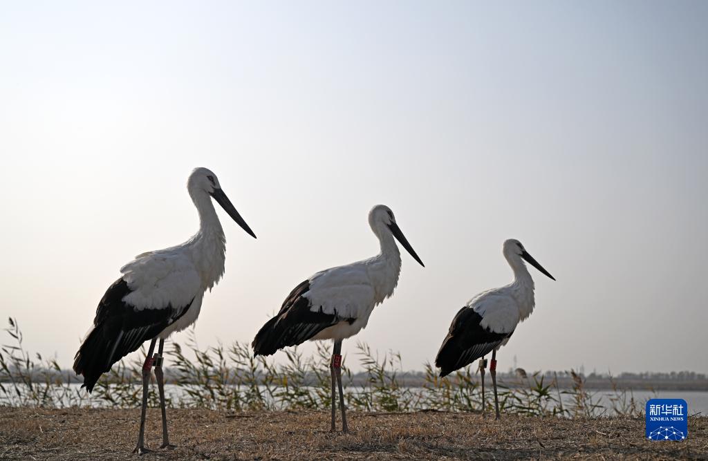 3只“鳥類大熊貓”東方白鸛在七里海濕地重返自然