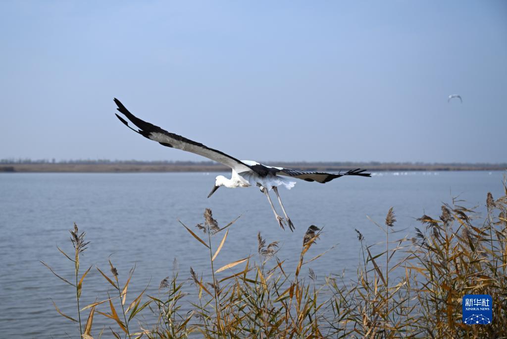 3只“鳥類大熊貓”東方白鸛在七里海濕地重返自然