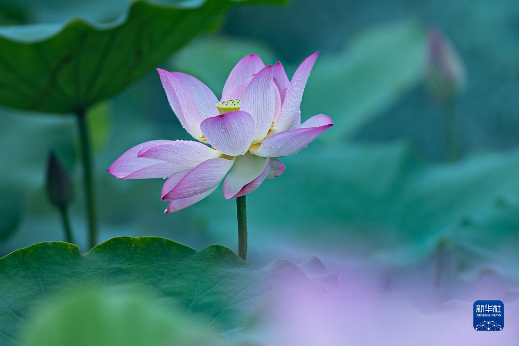 第二十三届澳门荷花节揭幕