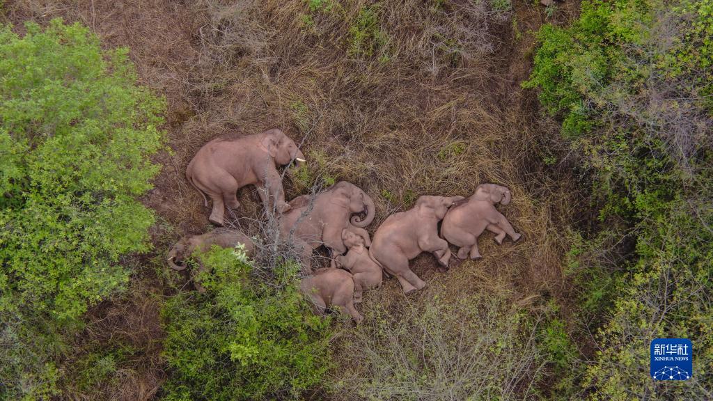 为了万物和谐的美丽家园——习近平生态文明思想的世界启示