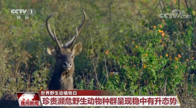 建設(shè)美麗中國 | 中國關(guān)注旗艦物種保護(hù) 逐步構(gòu)建了野生動(dòng)植物保護(hù)體系