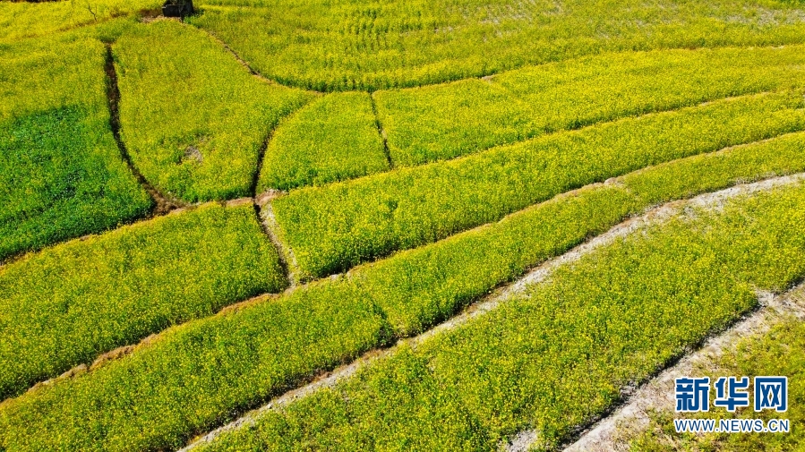 云南：冬日暖阳 更戛坝子油菜花开